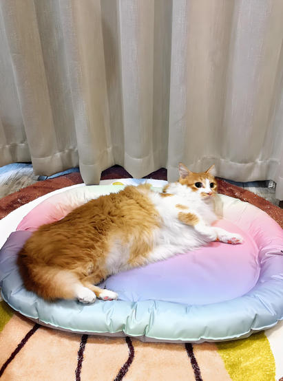 寵物電熱毯方案開(kāi)發(fā)